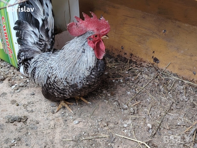 Продавам петле  шабо, снимка 3 - други­ - 53458519