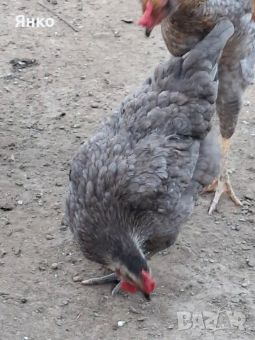 Разплодни яйца, снимка 8 - Кокошки и пуйки - 54241961