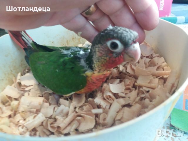 Папагал пирура хипоксантия-бебета, снимка 4 - Папагали - 45754072