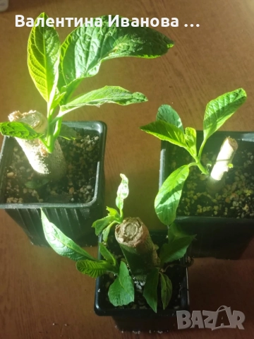 комплект 4бр ангелски тромпет , снимка 7 - Разсади - 52380470