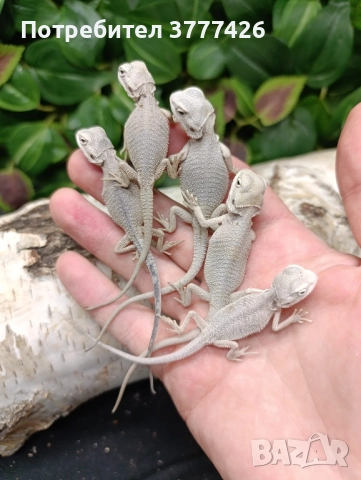 Бяла Брадата Агама, снимка 1