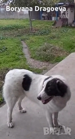 Каракачанка, снимка 2 - Каракачанска овчарка - 48970876