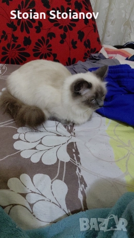 Продавам Регдол котенца ( Regdoll ), снимка 5 - Други - 52867440