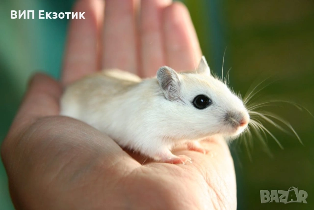 ПРОДАВА ХАМСТЕРИ И МИШКИ, снимка 5 - Други животни - 16738295
