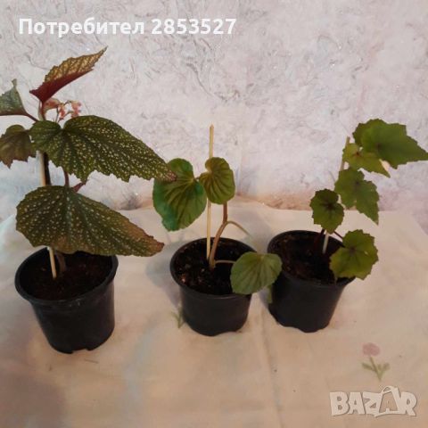 Комплект Бегонии, снимка 1 - Стайни растения - 46245057