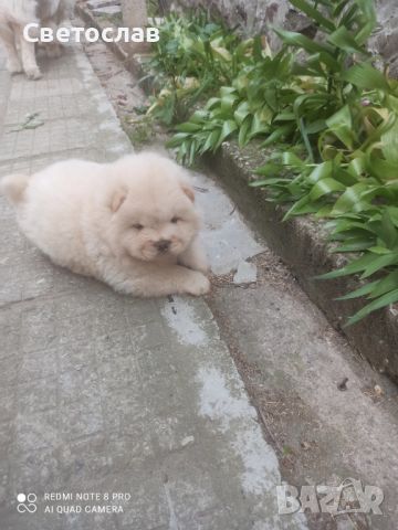 Продавам бяло кученцеЧау Чау, снимка 3 - Чау Чау - 45335121