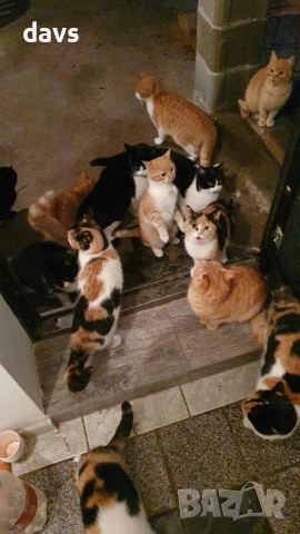 Дом за млади котета - остават сами на произвола на съдбата, снимка 8 - Други - 53050188