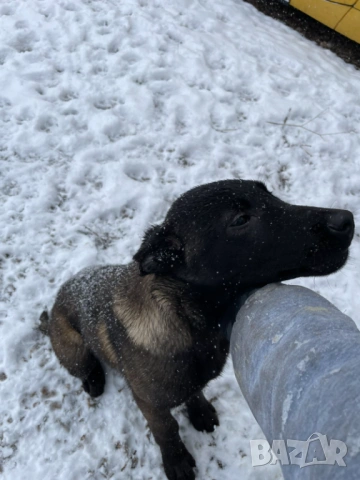 Малиноа- белгийска овчарка, снимка 3 - Белгийска овчарка - 53569363