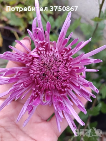 💜🌿🩷 Високостеблени хризантеми , снимка 14 - Градински цветя и растения - 52420302