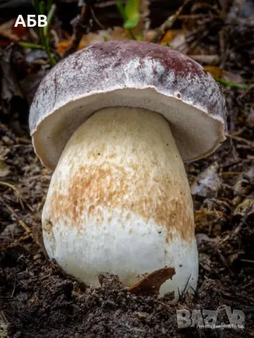 Прясна и суха борова манатарка, пачи крак!, снимка 10 - Домашни продукти - 27684634