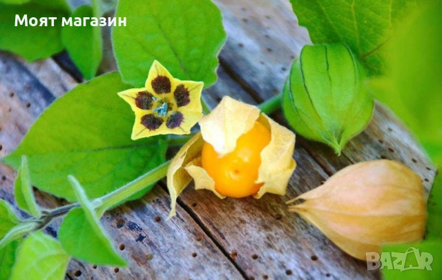 Физалис - physalis, снимка 8 - Градински цветя и растения - 53650459
