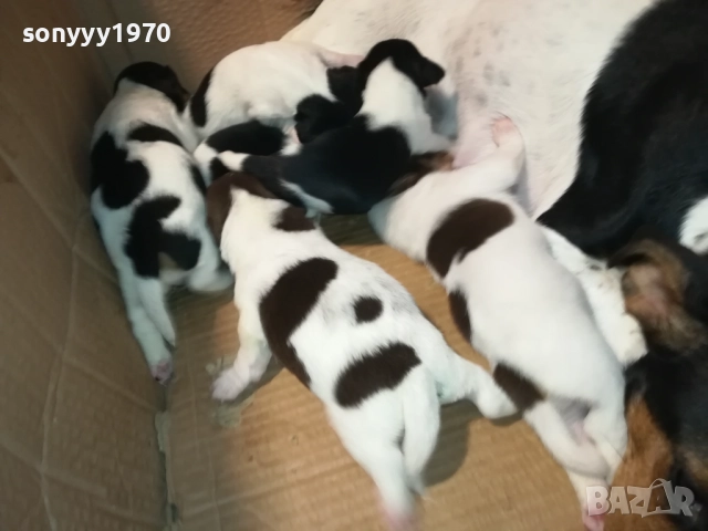 джак ръсел-бебета 1709250938, снимка 11 - Джак ръсел териер - 51740822