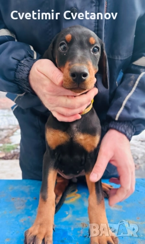 Доберманчета с родословни родители, снимка 6 - Доберман - 52974860