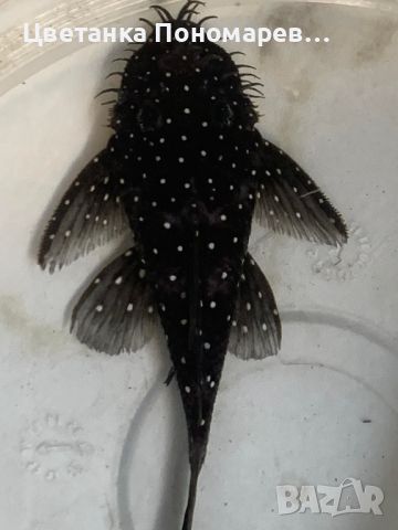  Brilliant Bristlenose Pleco L107 /  Анцитрус Л107, снимка 2 - Рибки - 46539101