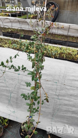 Жасмин, Trachelospermum Jasminoides, вечнозелен, студоустойчив, снимка 15 - Градински цветя и растения - 44919994