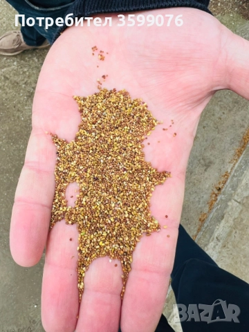 Семена люцерна.Семе люцерново, снимка 5 - Сортови семена и луковици - 42509595