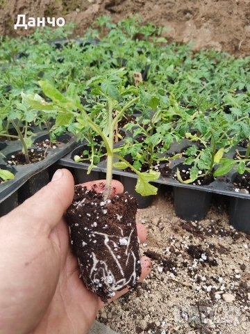 Продавам готов разсад домати краставици и др. , снимка 2 - Разсади - 52299966