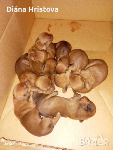 5 МЪЖКИ породисти дакели, снимка 1