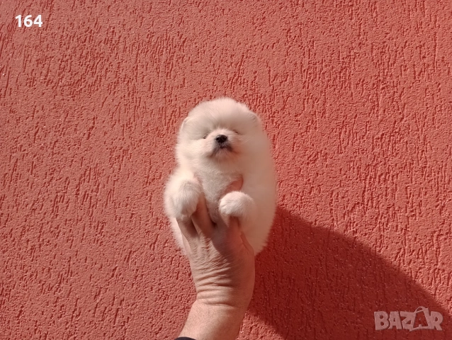 Женски Померани.  Реални снимки от 22.02.26 г. , снимка 2 - Померан - 53523431