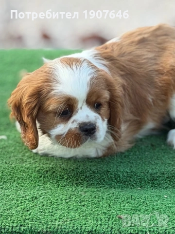 Кавалер Кинг Чарлз