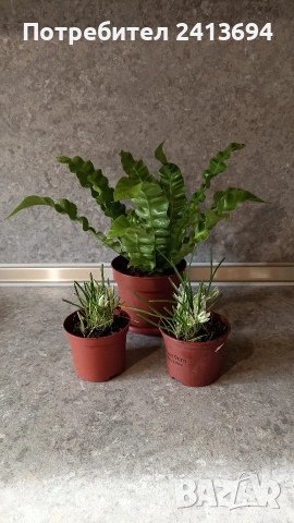 асплениум + 2бр орнитогалум (Гарванов лук)