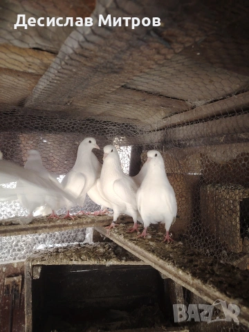 Гълъби, снимка 13 - Гълъби - 54093469