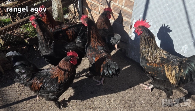 Петли Маран