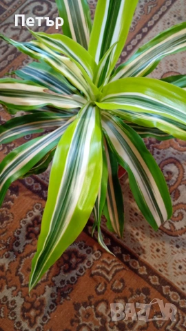 Филодендрон, снимка 3 - Стайни растения - 53229139