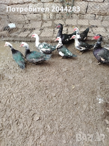 Неми патици