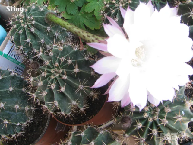 Кактус  , Ехинопсис / Echinopsis , Големи  Цветове, снимка 3 - Градински цветя и растения - 49941665