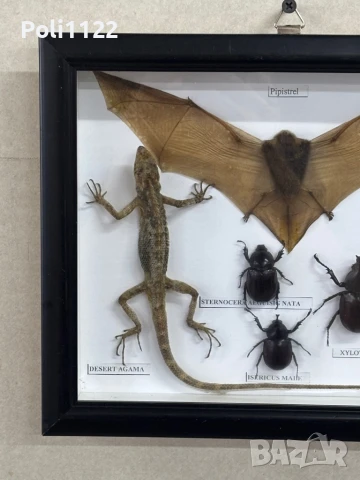 Препарирани прилеп,гущер и бръмбари, снимка 6 - Антикварни и старинни предмети - 50695383