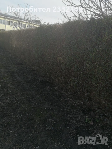 Жив плет разсад продавам , снимка 3 - Разсади - 53685754