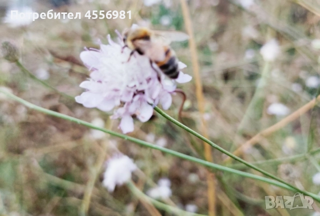 Пчелен мед от производител реколта 2025г. - доверие за качество, снимка 7 - Пчелни продукти - 51282505