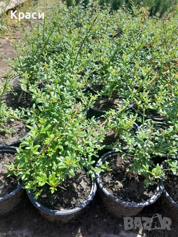 Зимен жасмин, снимка 4 - Градински цветя и растения - 47429180