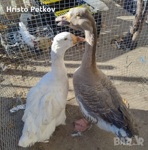 Продавам 1 Гъска и 1 Гъсок , снимка 2 - Патици и гъски - 52423882