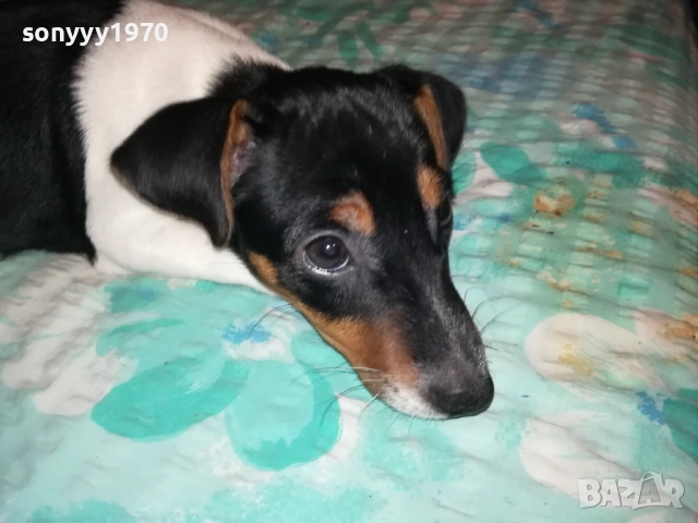 сладко бебе джакче-породисто в три цвята-момиче 80 дена 0711251519