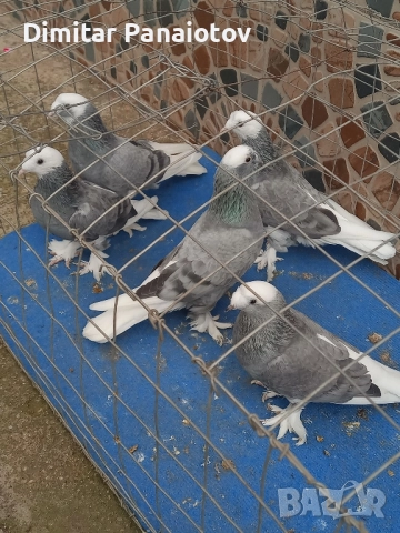 мардини, снимка 9 - Гълъби - 52183181