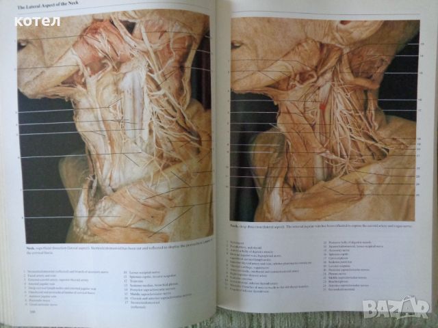 Продавам ; Color atlas of anatomy: A photographic study of the human body  , снимка 6 - Енциклопедии, справочници - 46389488