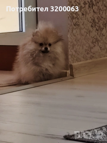 Померан мини померан , снимка 8 - Померан - 53054110