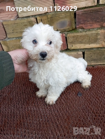 Малтийска болонка момче