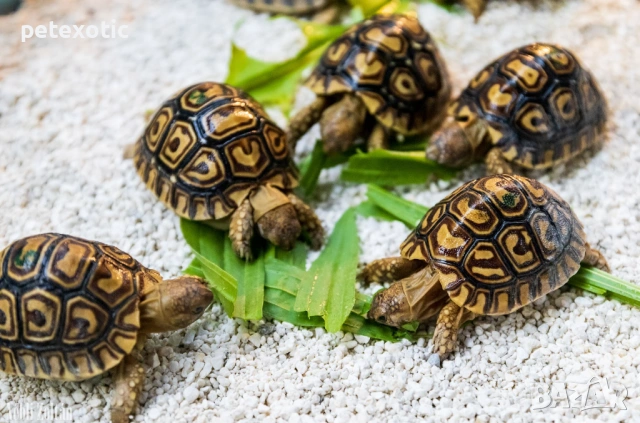 Леопардова Сухоземна Костенурка, снимка 8 - Костенурки - 45325608