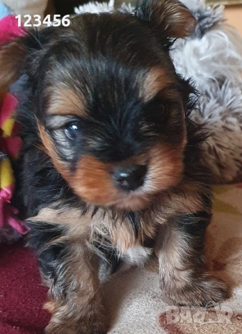 Малки йоркита 