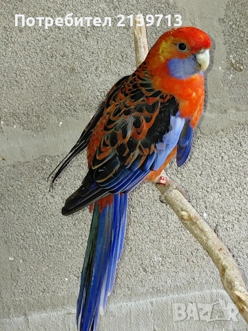 Продавам папагал пенантова розела, снимка 8 - Папагали - 51671575
