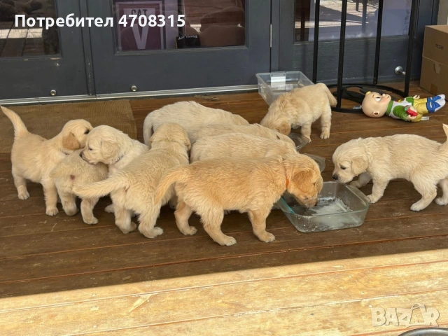 Голдън чистокръвно игриво момче, снимка 7 - Голдън ретривър - 53094906