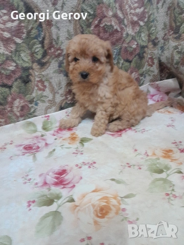 Продавам мини пудел