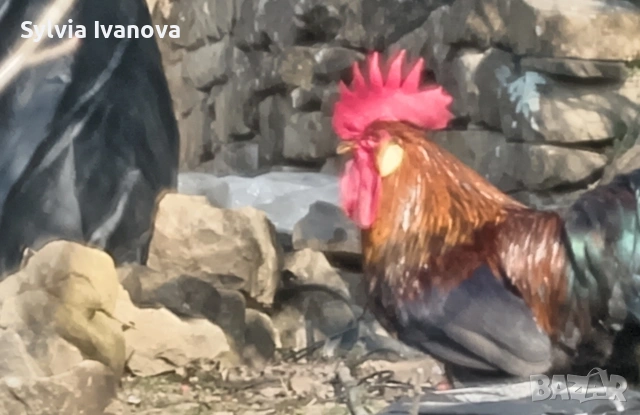 легхорн петел, страхотен, породист, снимка 8 - Кокошки и пуйки - 53845519