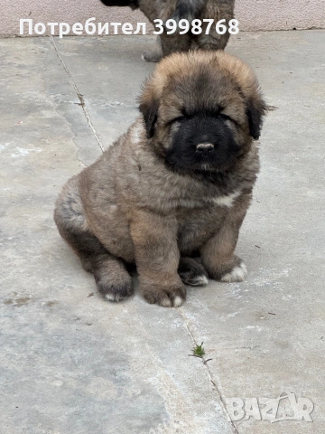 Кавказка овчарка