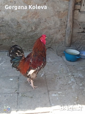 Заменям млад петел за 2 пилета, снимка 2 - други­ - 50990121