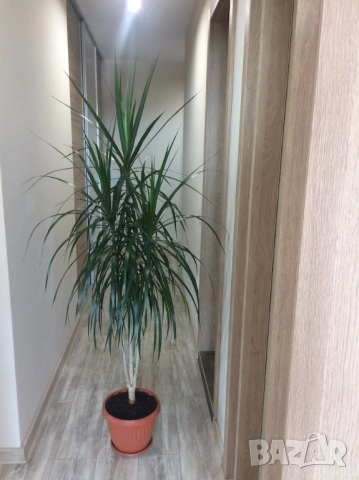 Красива палма Драцена Маргината, Хлорофитум, снимка 5 - Стайни растения - 51529901