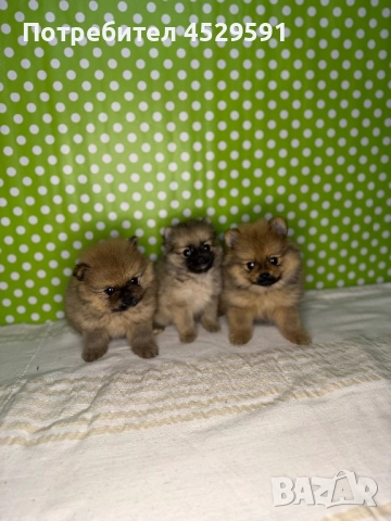 Померан померанче померанчета померани